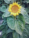 Beautiful sunflowers on the field, summer 2017