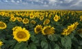 Beautiful sunflowers field Royalty Free Stock Photo