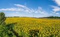 Sunflowers on the field in sunny day Royalty Free Stock Photo