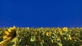 Beautiful Sunflowers in the field at sunrise. Field with sunflowers, butterflies and insects in front of a blue screen Royalty Free Stock Photo