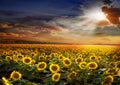 Beautiful sunflowers field on sunset