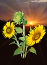 Beautiful sunflowers on graphic yellow background.