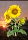 Beautiful sunflowers on graphic yellow background.