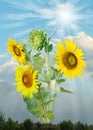 Beautiful sunflowers on graphic yellow background.