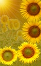 Beautiful sunflowers on graphic yellow background.