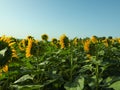 Beautiful sunflowers growing in field under blue sky, space for text Royalty Free Stock Photo