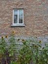 Beautiful sunflowers growing in front of an old multicolored brick and stone wall with a window