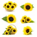 Beautiful sunflowers Helianthus - collage Royalty Free Stock Photo