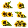 Beautiful sunflowers Helianthus - collage