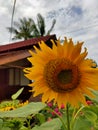 Beautiful sunflowers in the home garden Royalty Free Stock Photo