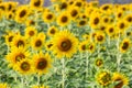 Beautiful sunflowers in spring field and the plant of sunflower is wideness plant in travel location, Khao Chin Lae Sunflower Fiel Royalty Free Stock Photo