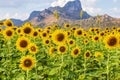 Beautiful sunflowers in spring field and the plant of sunflower is wideness plant in travel location, Khao Chin Lae Sunflower Fiel