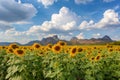 Beautiful sunflowers in spring field and the plant of sunflower is wideness plant in travel location, Khao Chin Lae Sunflower Fiel Royalty Free Stock Photo