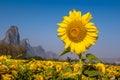 Beautiful sunflowers in spring field Royalty Free Stock Photo