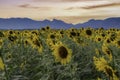 Beautiful sunflowers in spring field and the plant of sunflower is wideness plant in travel location, Khao Chin Lae Sunflower Royalty Free Stock Photo