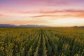 Beautiful sunflowers in spring field and the plant of sunflower is wideness plant in travel location, Khao Chin Lae Sunflower Royalty Free Stock Photo