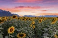 Beautiful sunflowers in spring field and the plant of sunflower is wideness plant in travel location, Khao Chin Lae Sunflower Royalty Free Stock Photo