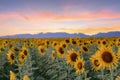 Beautiful sunflowers in spring field and the plant of sunflower is wideness plant in travel location, Khao Chin Lae Sunflower Royalty Free Stock Photo