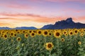 Beautiful sunflowers in spring field and the plant of sunflower is wideness plant in travel location, Lopburi Royalty Free Stock Photo