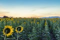 Beautiful sunflowers in spring field and the plant of sunflower is wideness plant in travel location, Lopburi Royalty Free Stock Photo