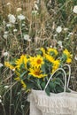 Beautiful sunflowers in straw bag in summer meadow in evening. Tranquil atmospheric moment in countryside. Gathering sunflowers