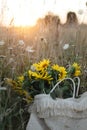 Beautiful sunflowers in straw bag in summer meadow in warm sunset light . Tranquil atmospheric moment in countryside. Gathering