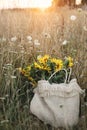 Beautiful sunflowers in straw bag in summer meadow in warm sunset light . Tranquil atmospheric moment in countryside. Gathering