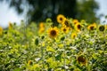 Beautiful sunflowers on a summer day. Sunflower field nature scene. A bumblebee pollinating sunflowers. bombus terrestris. a Royalty Free Stock Photo