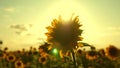 Beautiful sunflowers in summer field in rays of bright sun. Harvest ripens in field. field of yellow sunflower flowers Royalty Free Stock Photo