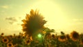 Beautiful sunflowers in summer field in rays of bright sun. Harvest ripens in field. field of yellow sunflower flowers Royalty Free Stock Photo