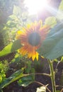 Beautiful sunflowers with sunlight in tha garden
