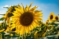 Beautiful sunflowers at sunny summer day Royalty Free Stock Photo