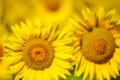 Beautiful sunflowers of Tuscany, Italy Royalty Free Stock Photo