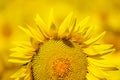Beautiful sunflowers of Tuscany, Italy Royalty Free Stock Photo