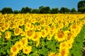 Beautiful sunflowers of Tuscany, Italy Royalty Free Stock Photo