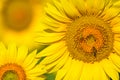 Beautiful sunflowers of Tuscany, Italy Royalty Free Stock Photo