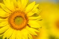 Beautiful sunflowers of Tuscany, Italy Royalty Free Stock Photo