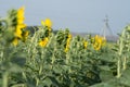 Beautiful sunflowers. Useful properties of sunflower oil.