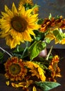 Beautiful sunflowers