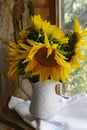 Beautiful sunflowers in vase near window indoors Royalty Free Stock Photo