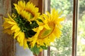 Beautiful sunflowers in vase near window indoors, closeup Royalty Free Stock Photo