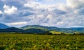 Beautiful sunlight over vineyards with blue sky and mountains on Royalty Free Stock Photo