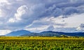 Beautiful sunlight over vineyards with blue sky and mountains on Royalty Free Stock Photo