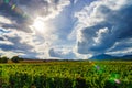 Beautiful sunlight over vineyards with blue sky and mountains on Royalty Free Stock Photo