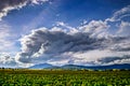 Beautiful sunlight over vineyards with blue sky and mountains on Royalty Free Stock Photo