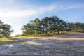 Beautiful sunlight on the pink meadow with dew on grass and fresh nature at sunrise part 9 Royalty Free Stock Photo