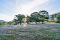 Beautiful sunlight on the pink meadow and dew on grass at sunrise part 11 Royalty Free Stock Photo