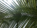 Sunlight shines through green coconut-palm leaf stalk in summer day time