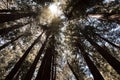 Beautiful sunlight shining through the tree crowns of giant redwood trees in the forest Royalty Free Stock Photo