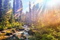 Beautiful sunlight in Siberian mountain forest